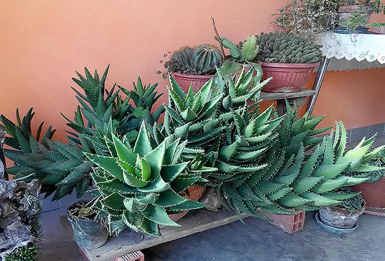 Aloe vera plants growing indoors
