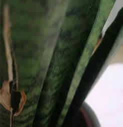 Cold stress on snake plant