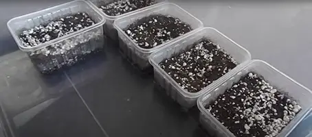 Containers for growing aloe plants from seeds