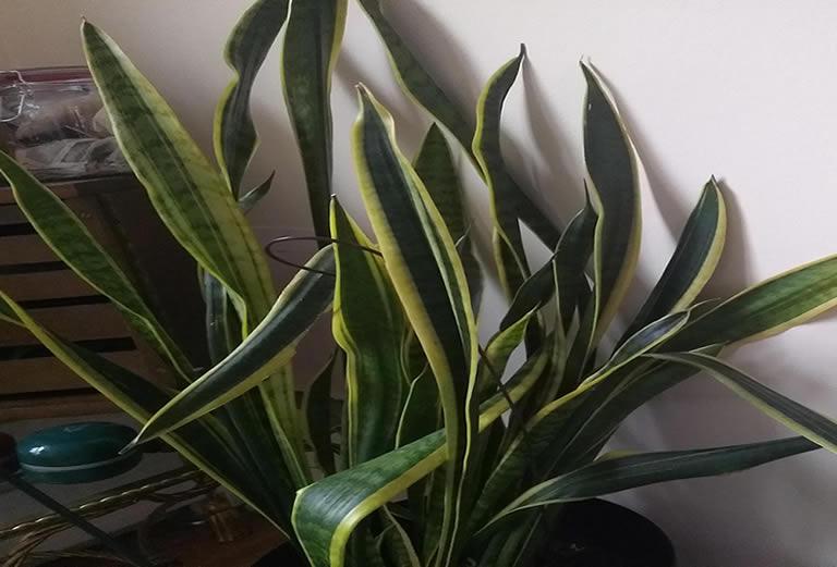 Dying snake plant