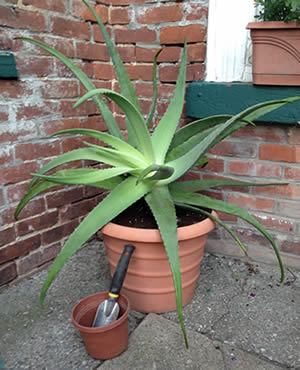 Large potted aloe plant