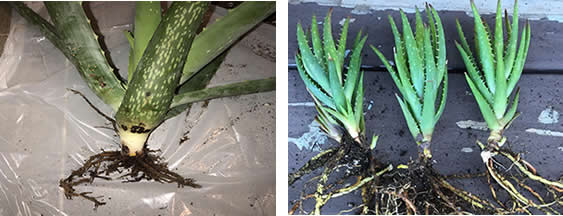 Aloe vera root rot vs healthy roots