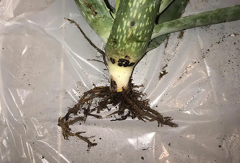Aloe vera root rot