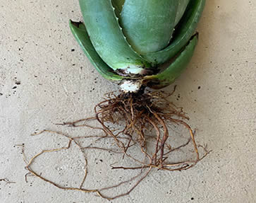 Aloe vera with root rot