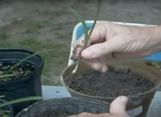 Amaryllis seedling being replanted