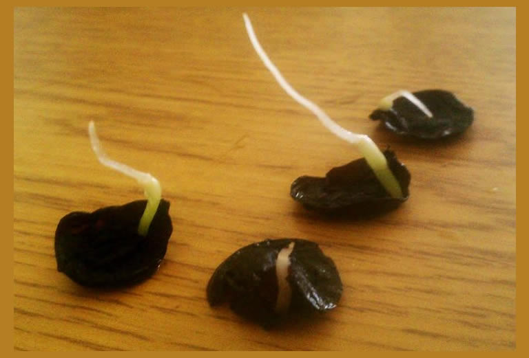 Amaryllis seeds