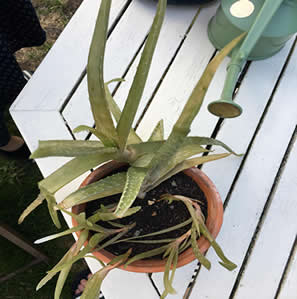 Browning leaves drooping on aloe vera with root rot