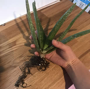 Checking aloe vera for root rot