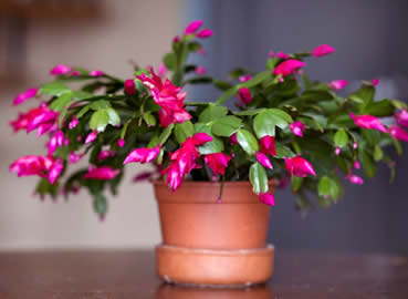 Christmas Cactus on humidity tray