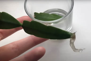 Christmas cactus rooted in water