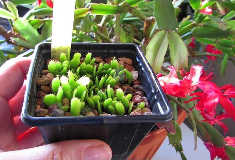 Christmas cactus seedlings growing