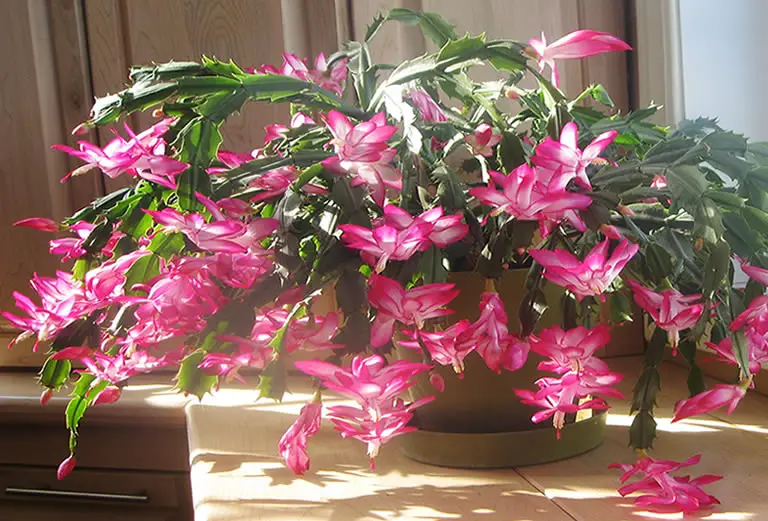 How To Water Christmas Cactus, How Much & How Often