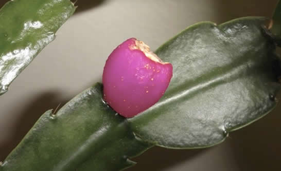 Ripened christmas cactus fruit containing seeds