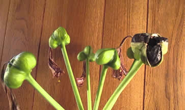 amaryllis seed pods