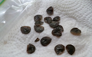 amaryllis seeds on kitchen paper in ziplock bag