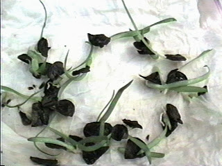 amaryllis seeds that germinated in water