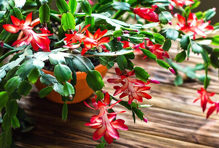 Christmas cactus bloom