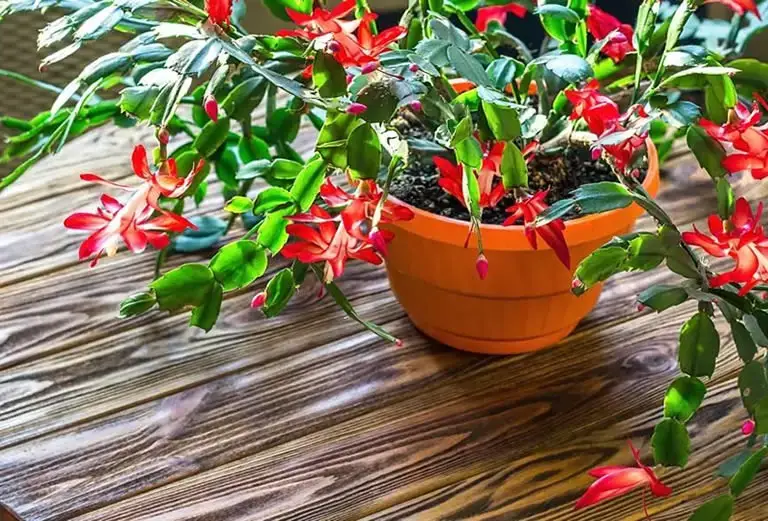 Christmas cactus getting full sun