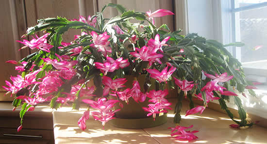 Christmas cactus getting indirect light from north-facing window