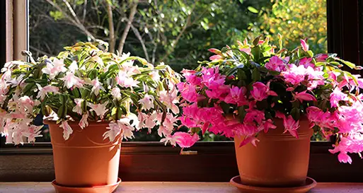 Christmas cactus plants in well lighted location