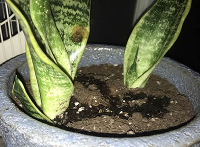 Brown spots on snake plant curling leaves