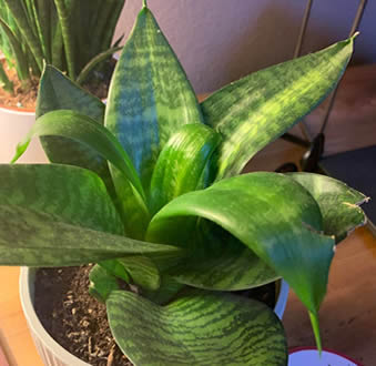 Downward curling leaves on snake plant