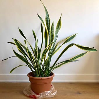 Snake plant moved to get more light to cure curling leaves