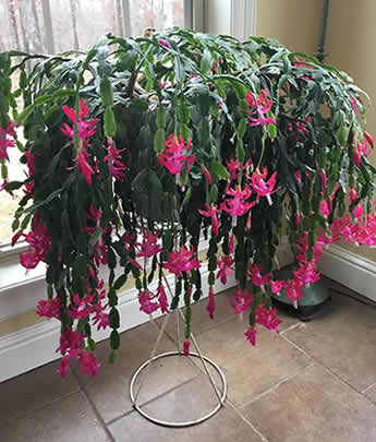56 year old christmas cactus