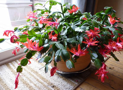 Bushy christmas cactus houseplant