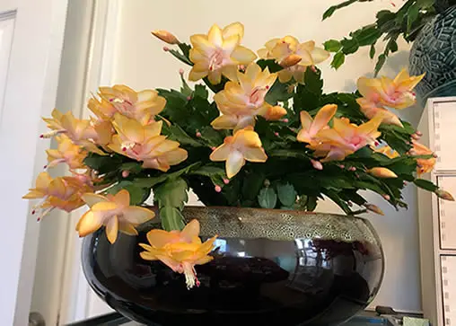 Christmas cactus bloomed