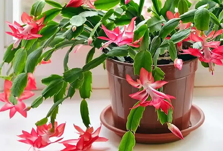 Christmas cactus in full bloom