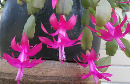 Christmas cactus pink bloom