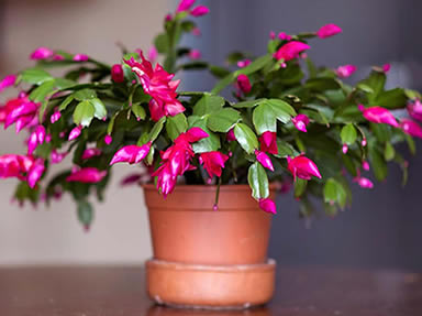 Potted Blooming Christmas Cactus