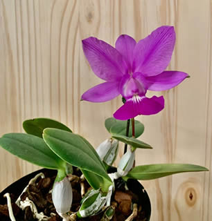 Cattleya orchid blooming