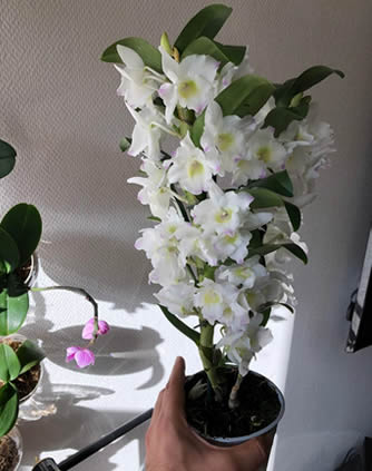 Dendrobium orchid blooms