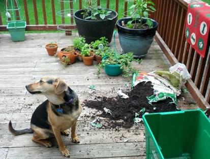 Dog destroying plants
