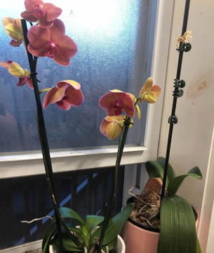 Flowering orchid forced to rebloom