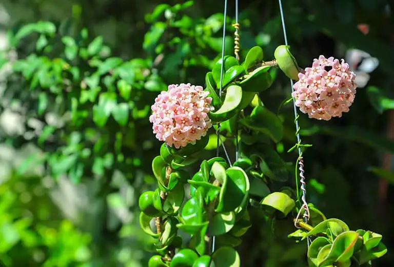 How To Get A Hoya To Bloom. Hoya Flowering Guide