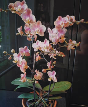 Long lasting orchid blooms