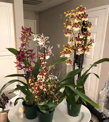 Oncidium orchid plants in bloom