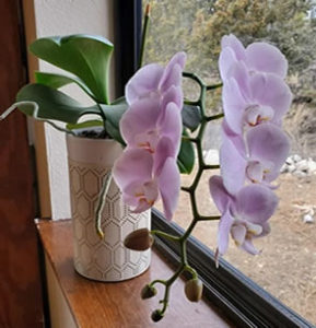 How To Make Orchids Rebloom In 9 Simple Steps – How Does Your Garden Mow