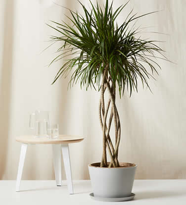 Watering dracaena palm