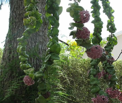 Wild Hoya Carnosa Compacta growing on tree