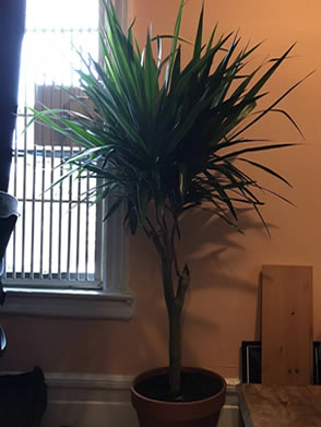 Dracaena beside window that gets indirect light