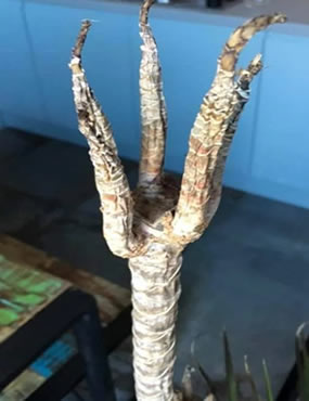 Dracaena dragon tree with no leaves