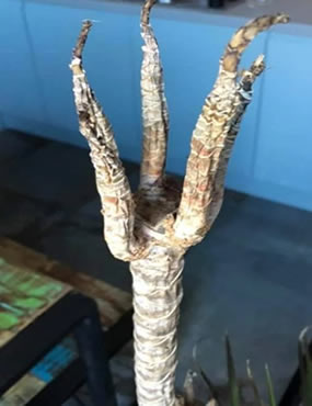 Dracaena marginata stem looks like a dragon claw