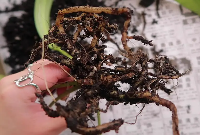 Dracaena Root Rot. How To Identify It & How To Fix It