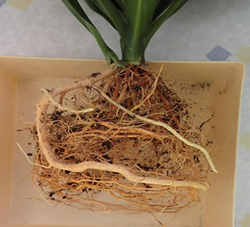 Dracaena roots on cutting after 5 months growth