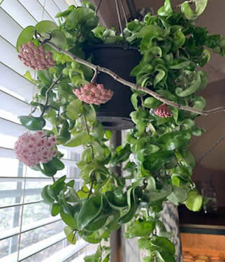 Hanging Hoya carnosa shaded by blinds