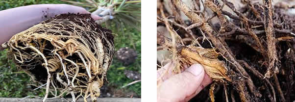 Healthy vs dead roots - dracaena